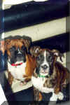 Tao_y_Nala Mis nuevos perros ABRIL 2002.jpg (152433 bytes)